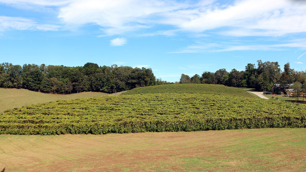 A picture of Cavender Creek Winery