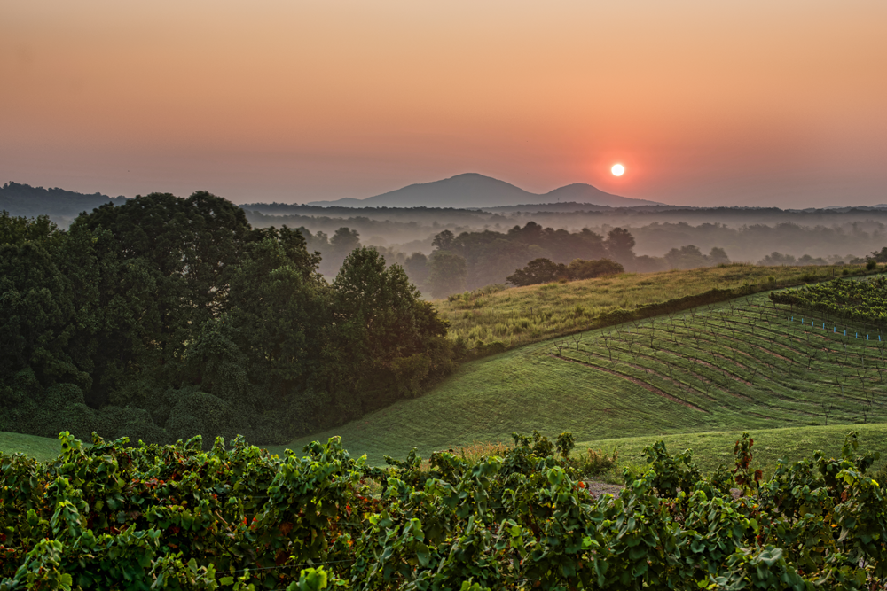A picture of the Kaya Winery