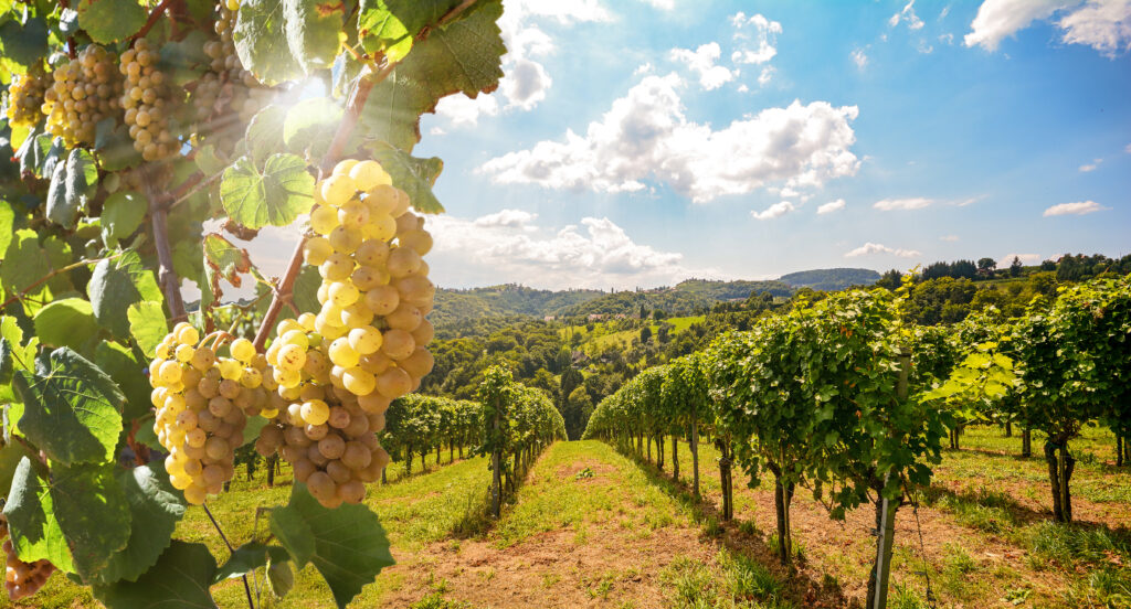 The grape field were the teng their grapes with care to later turn them into the delicious wine.