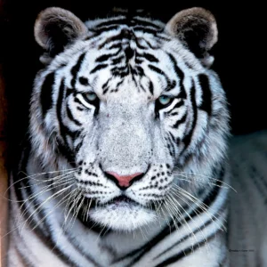 This beautiful Siberian tiger can be found at the Chestatee Wildlife Refuge.