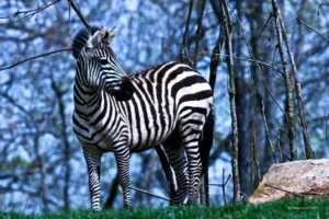 Zebras can be found at the Chestatee Wildlife Preserve.