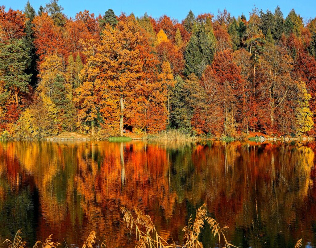 The colorful trees of the fall North Georgia.