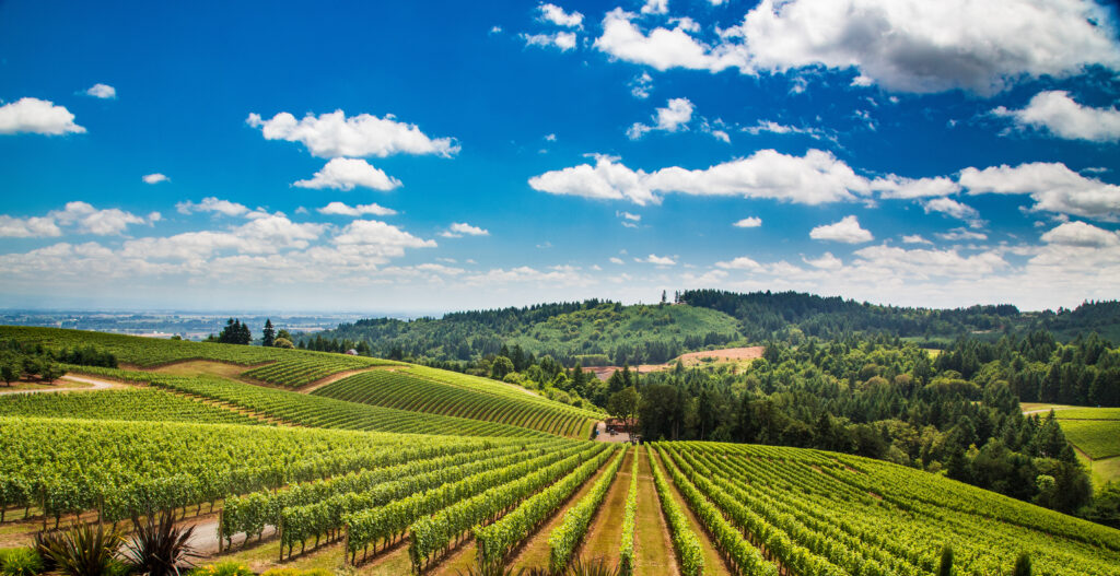 Beautiful winery field