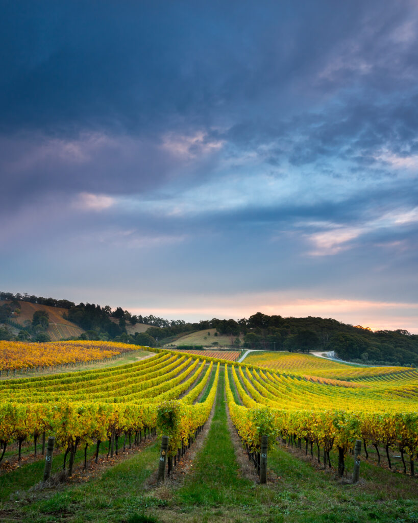 Delicious winery grape field.