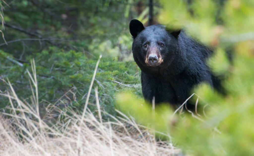 Black Bear